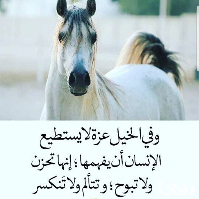 أجمل ما قيل عن الخيل | اجمل ما قيل في وصف الخيل العربي الاصيل؟