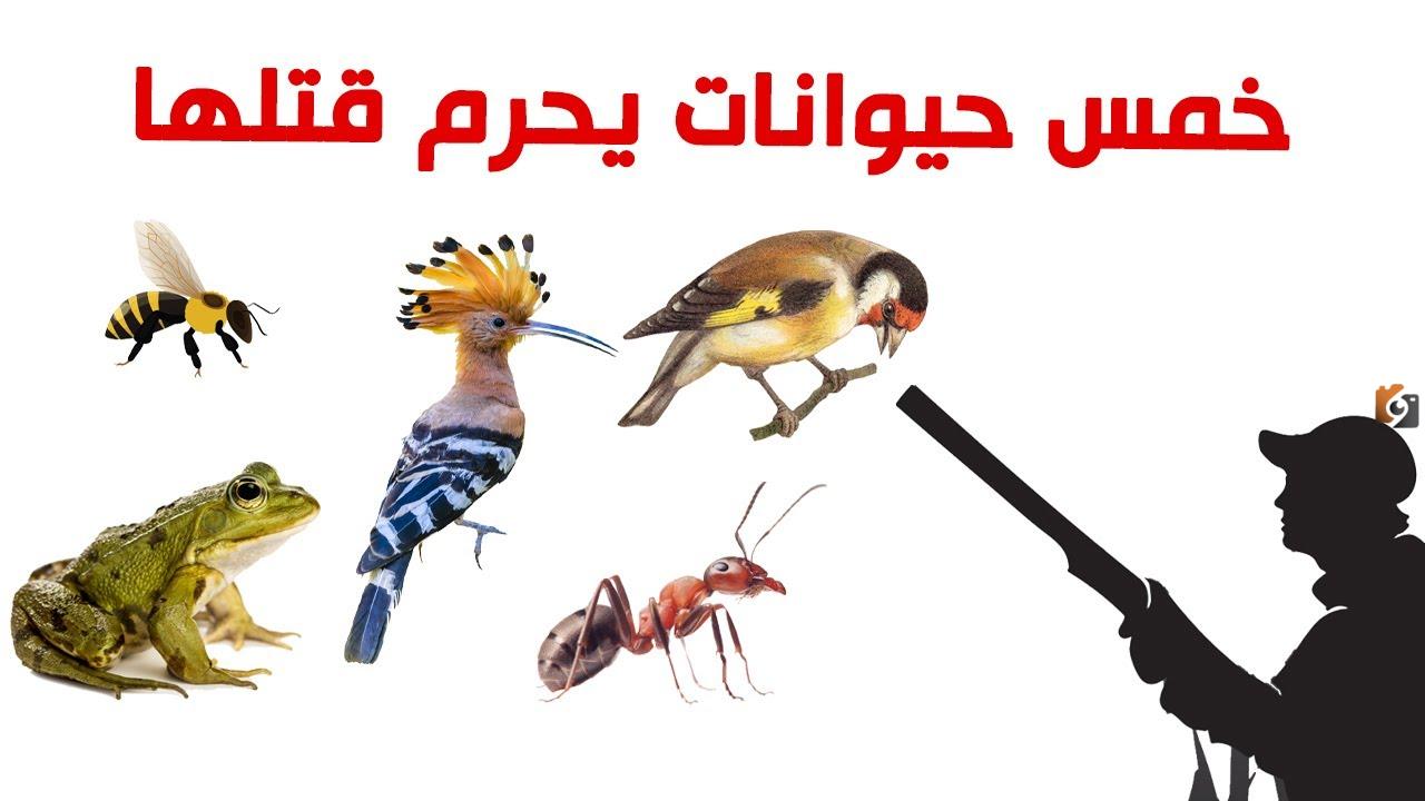 الحيوانات التي نهى الشرع عن قتلها