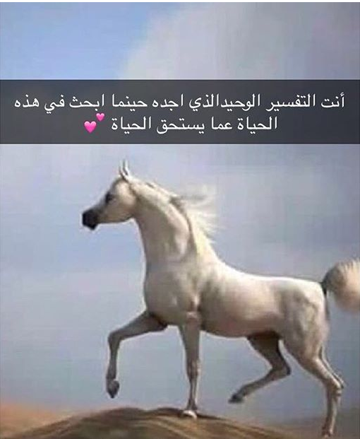 أجمل ما قيل عن الخيل | اجمل ما قيل في وصف الخيل العربي الاصيل؟