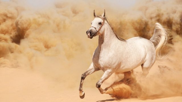 أجمل ما قيل عن الخيل | اجمل ما قيل في وصف الخيل العربي الاصيل؟