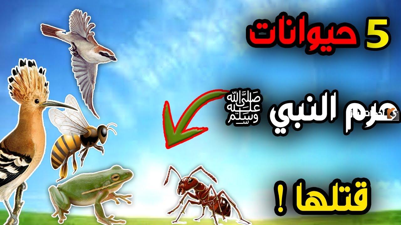 الحيوانات التي نهى الشرع عن قتلها