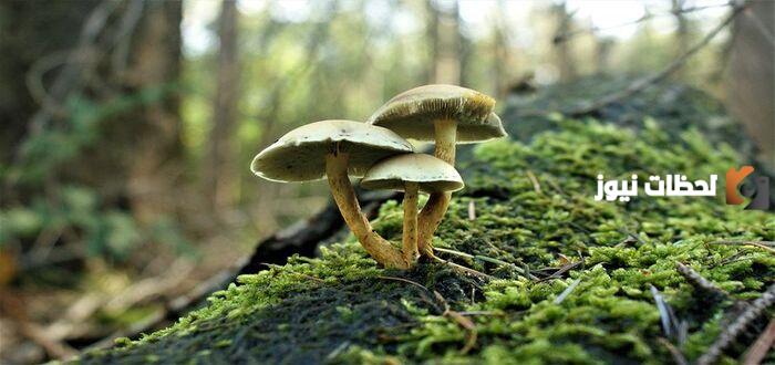 الفرق بين الفطريات والنباتات في بحث كامل جاهز للطباعة