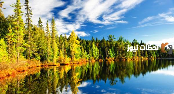 تاريخ اليوم العالمي للغابة | اليوم العالمي للشجرة 21 مارس