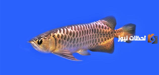 خصائص الاسماك العظمية لها جسم انبوبي طويل غير مغطى بالقشور