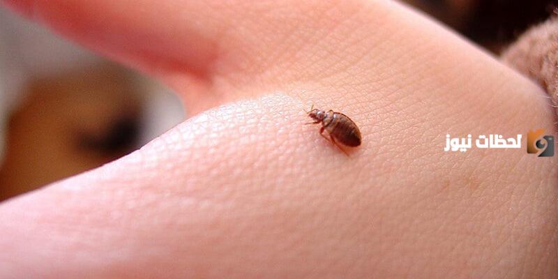 طريقة القضاء على البق نهائياً