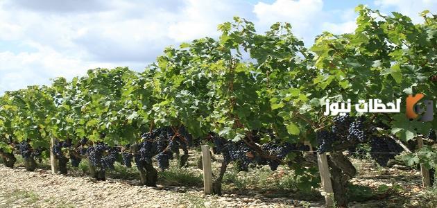 طريقة حماية شجرة العنب من الأمراض