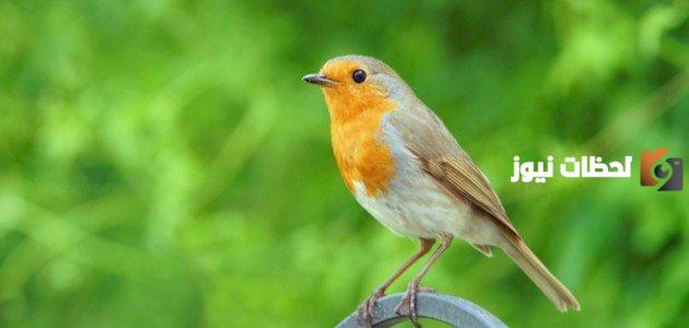 فوائد الأملاح المعدنية للطيور | ما هي الاملاح المعدنية للدواجن؟