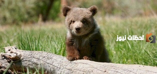 ما اسم صغير الدب من اربعه حروف