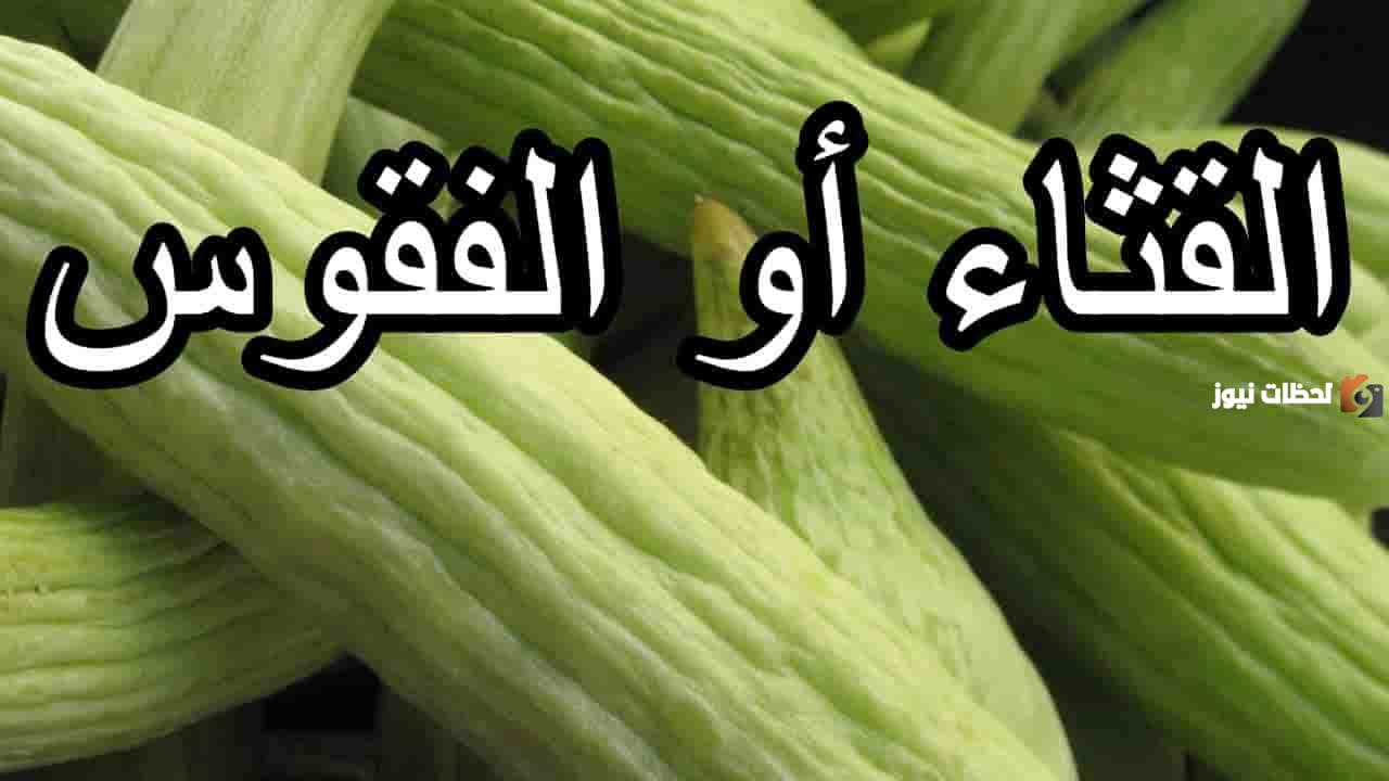 ما هو القثاء المذكور في القرآن