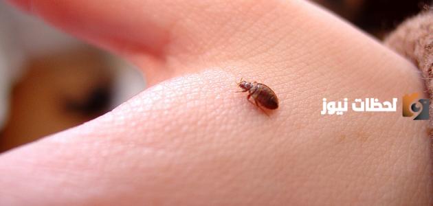 ما هي حشرة البق واضرارها وأسباب ظهورها