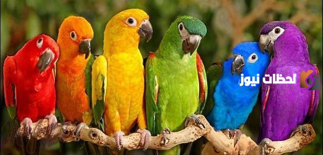 معلومات عن الببغاء للاطفال بالانجليزي مترجمة