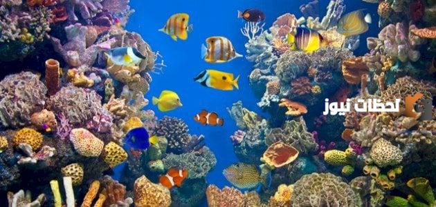 معلومات عن الكائنات البحرية للأطفال