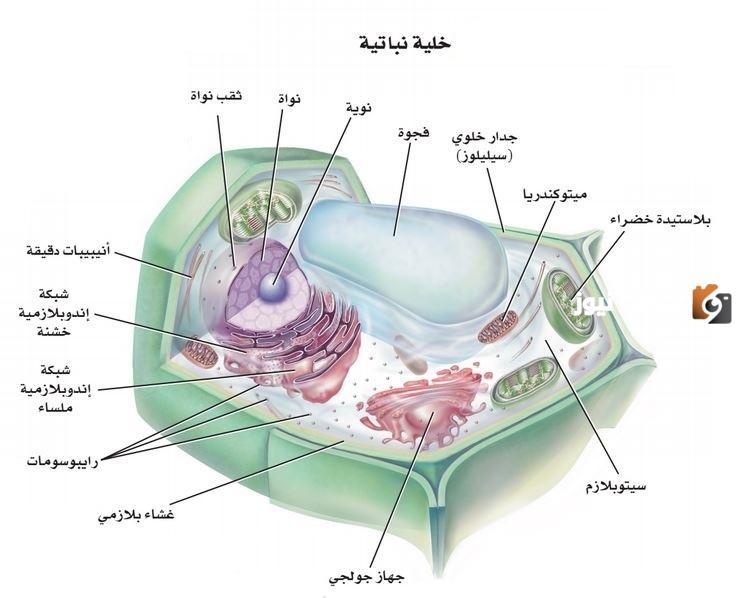 من المركبات الموجودة في الخلية الماء