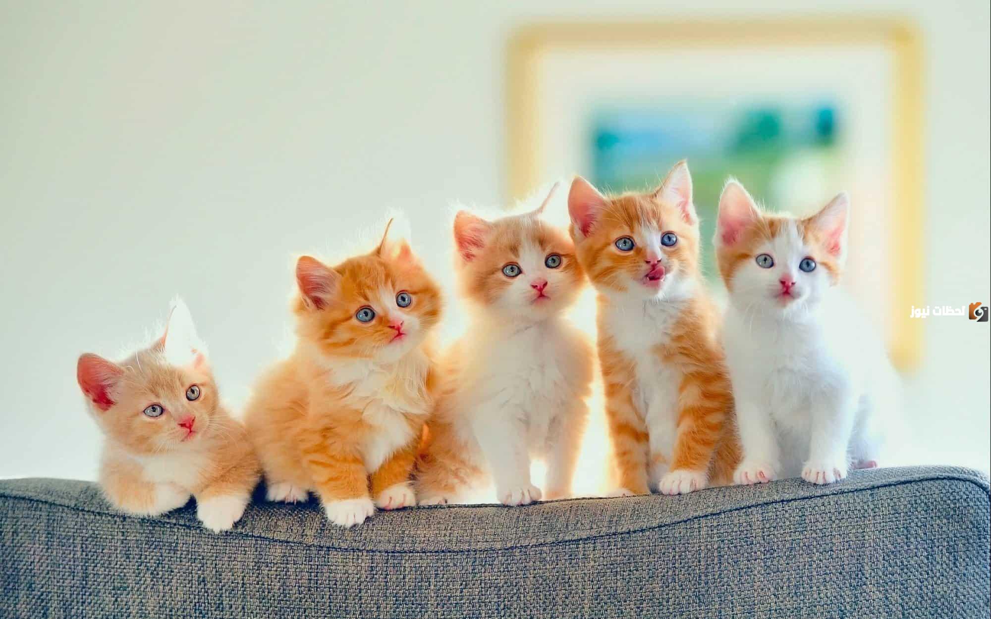 أضرار تربية القطط في المنزل للنساء