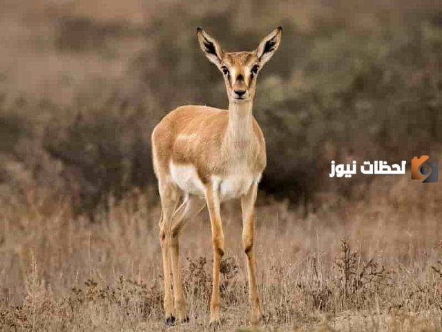 الفرق بين الريم والمها من حيث الشكل والصفات