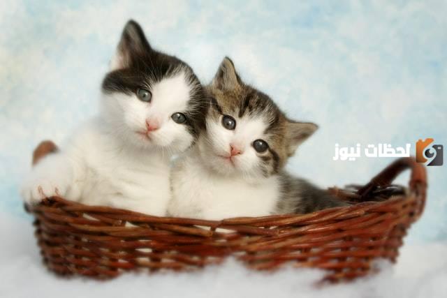 تفسير القطة في المنام للمتزوجة لابن سيرين كامل