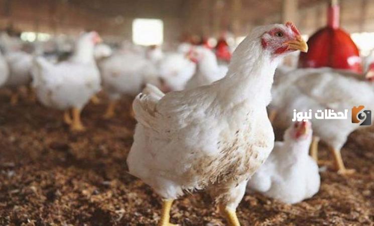 كيف يتم علاج الاحتباس الحراري للدواجن بالاعشاب؟!
