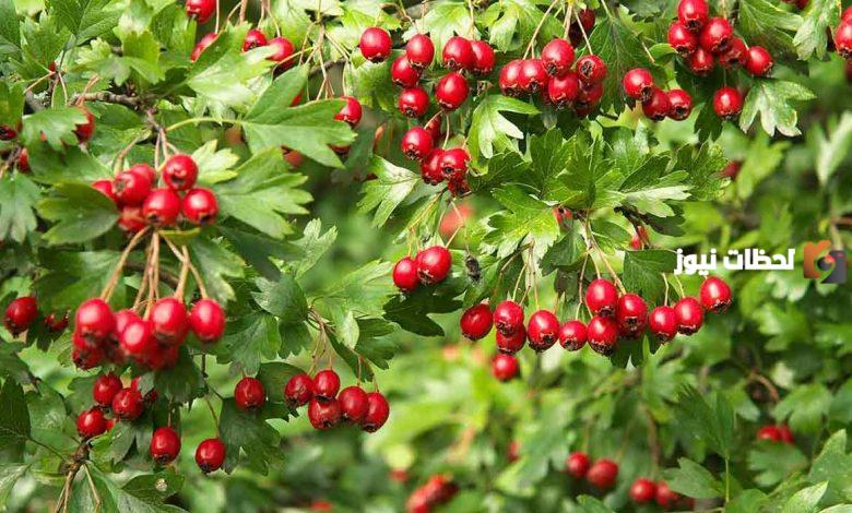 ما هي فوائد عشبة الزعرور للتنحيف