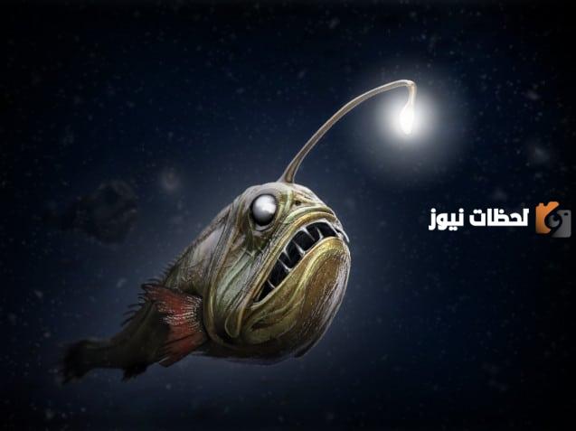 معلومات عن الأسماك المضيئة وأنواعها بالتفصيل