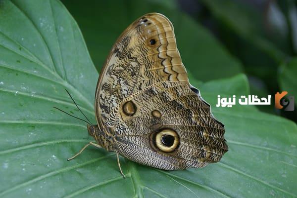 ما هي مراحل نمو الفراشة 