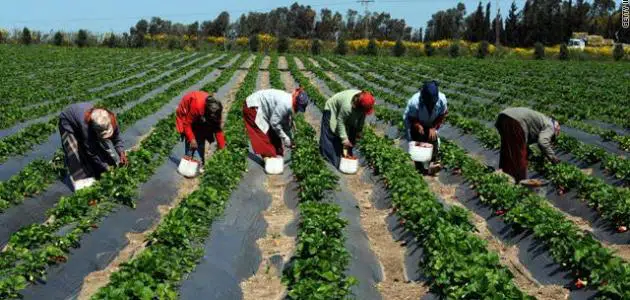 لماذا يكون ري النباتات بمياه البحر ضاراً