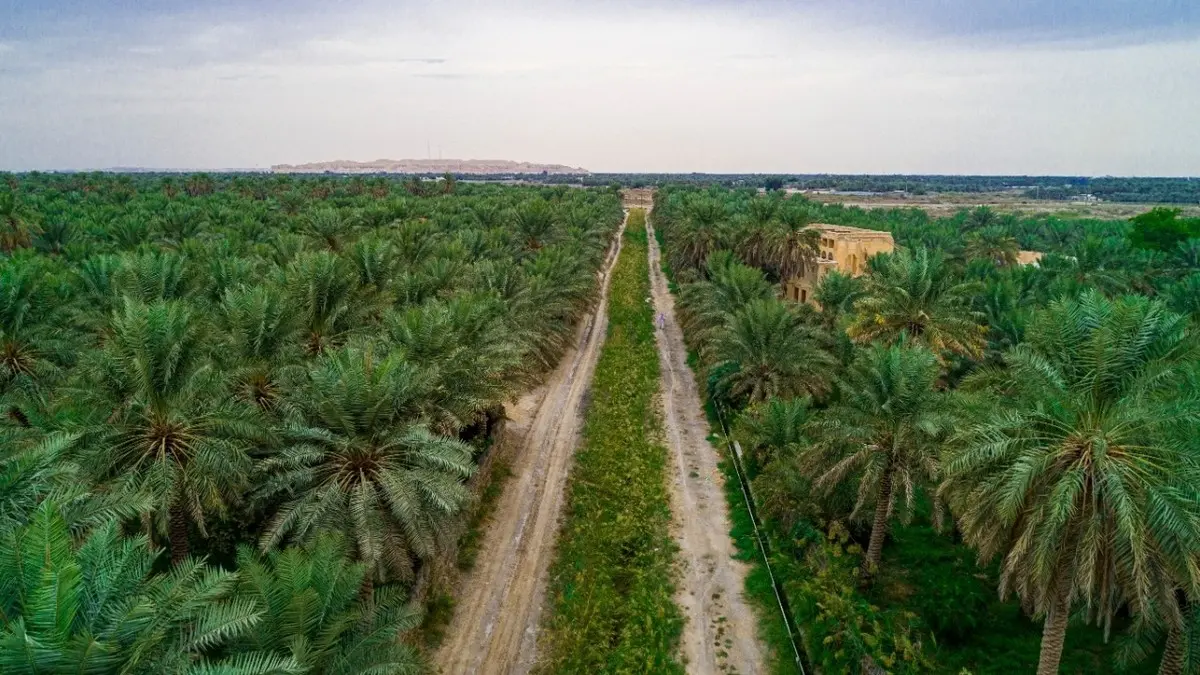 قائمة أشهر الغابات في السعودية