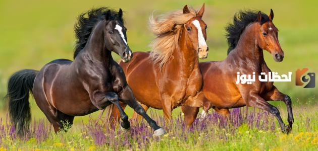 50 من اجمل اسماء خيول عربية اصيلة