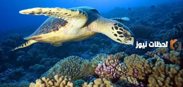 معلومات عن السلاحف البحرية بالانجليزي مترجمة