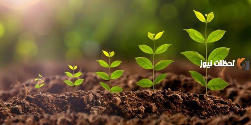 عملية صنع الغذاء في النبات