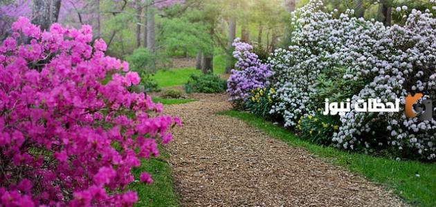 أبيات شعر تتحدث عن جمال الربيع للصف الرابع