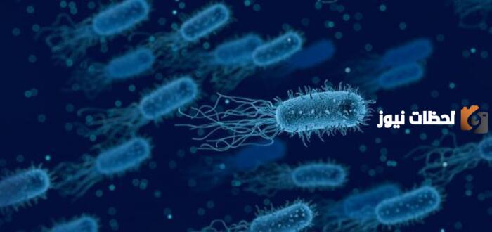 الفرق بين الخلية حقيقية النواة وبدائية النواة