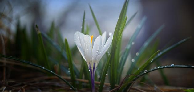 أجمل الرسائل القصيرة للتفاؤل والأمل