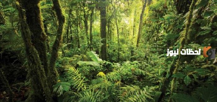 أهمية الغابة في الحفاظ على التوازن البيئي ودورها في تنظيم المناخ