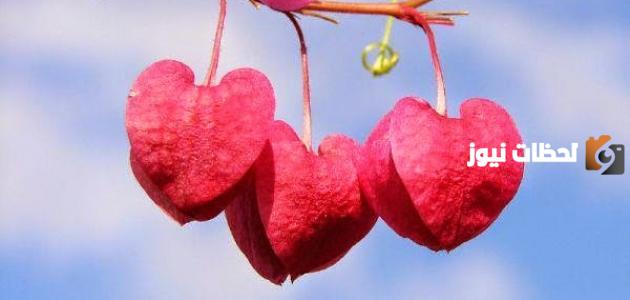 اجمل خواطر العشق والهوى للعشاق المجانين اجمل خواطر العشق والهوى للعشاق المجانين