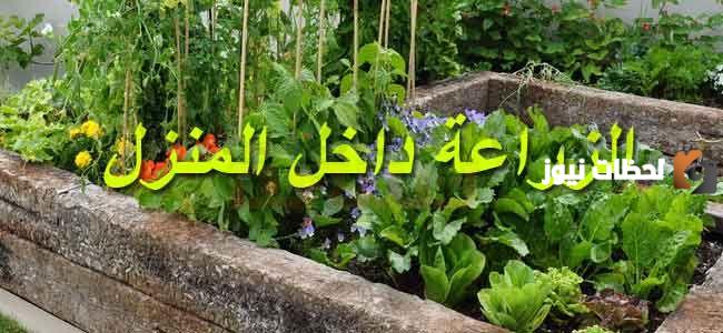 فائدة زرع الخضروات في المنزل