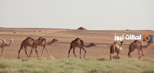 تكيف الكائنات الحية في البيئة الصحراوية