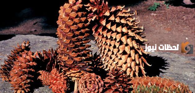 خصائص النباتات معراة البذور