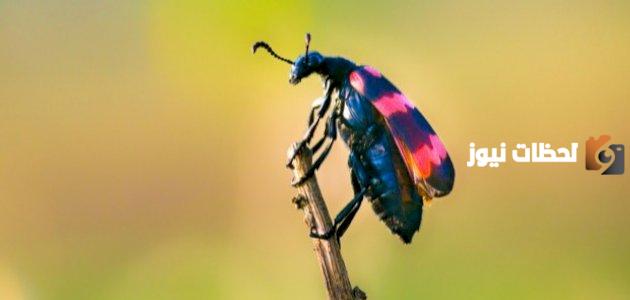 طرق حصول الحشرات على غذائها