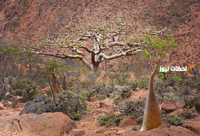 طريقة استخراج اللبان والشجرة التي يتم استخراجه منها