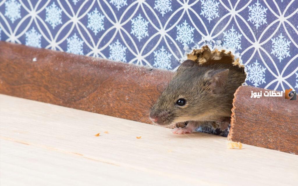 طريقة طرد الفئران من المنزل مضمونة 100% ومجربة