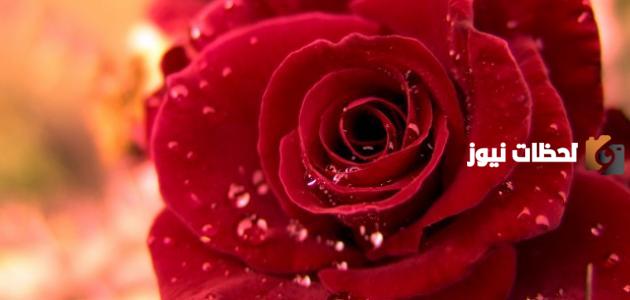 عبارات جميلة عن الورد وعبارات جميلة حالات عن الورد للواتس