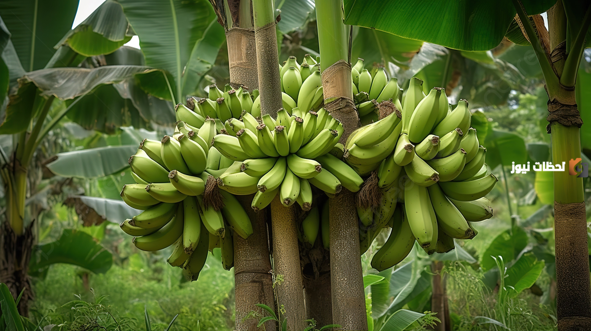 فوائد شجرة الموز وطريقة زراعتها في المنزل