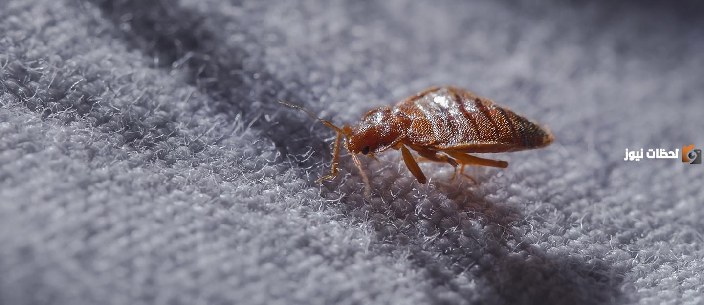 كيف تتخلص من حشرة الفراش نهائيا بوصفات طبيعية ونصائح منزلية