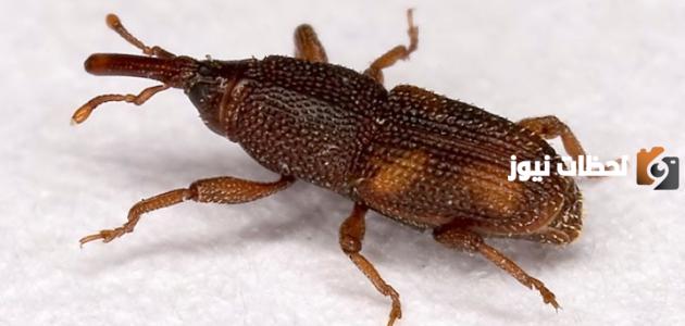 كيفية القضاء على حشرة السوس فى المنزل