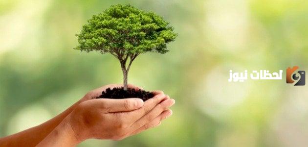 كيفية المحافظة على الشجرة وأبرز نصائح العناية بها