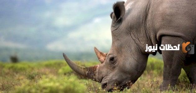 كيف يمكن حماية الحيوانات من الانقراض وما هي أسباب انقراض الحيوانات