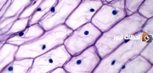 ما هو النقل النشط وما الفرق بين النقل النشط والانتشار