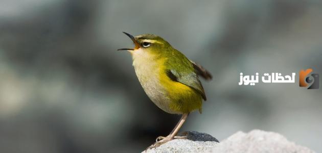 ما هو طائر النمنمة وما هي أبرز المعلومات عنه