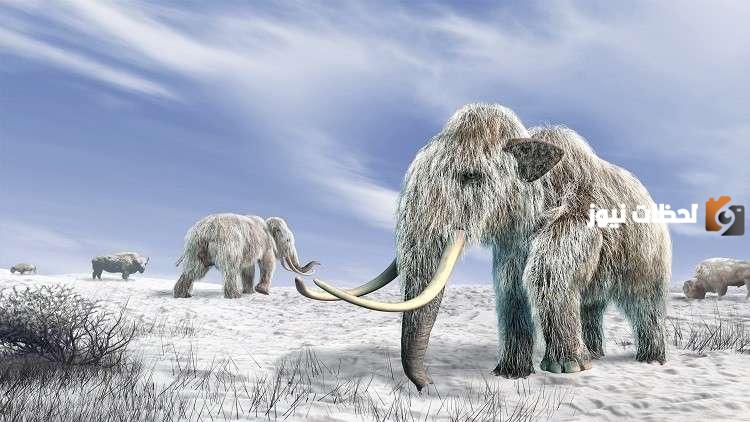 ما هي أسباب انقراض الماموث