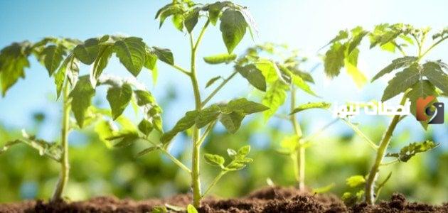 ما هي أنواع الجذور والسيقان عند النباتات